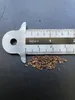 Reuzeneucalyptus (Eucalyptus regnans) - 1 portie zaden Productafbeelding-voorbeeld 3