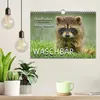 Waschbär - Niedlicher Allesfresser (Wandkalender 2027 DIN Produktbild-Vorschau 3