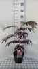 Albizia jul. 'Summer Chocolate'® - Seidenbaum Summer Produktbild-Vorschau 1