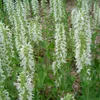 6 x Sauge de Frise orientale  - Salvia nemorosa « Voir les images du produit 1