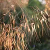 6 x Stipa gigantea - Stipa gigantea | Pot 9cm x 9cm Voir les images du produit 2