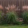 Stauden Gänge 1 x Miscanthus sinensis 'Rotsilber' - Rotes Produktbild-Vorschau 2