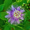 Maypop (Passiflora incarnata)  – 5 kusů Náhled obrázku produktu 1