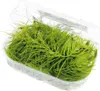 Hornkraut - Ceratophyllum demersum Produktbild-Vorschau 1