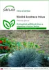 SAFLAX - Modrá kostrava tráva - Festuca glauca - 50 Semená Náhľad obrázku produktu 1