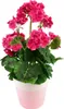 Rosa Geranie im Keramiktopf 40×25 cm Produktbild-Vorschau 1