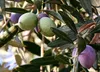 SAFLAX - olivovník - Olea europea - 20 Semená - S Náhľad obrázku produktu 5
