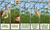 Profi Tomatenhaken 15 Stk Gurkenhaken Rankhilfe je 5 M Produktbild-Vorschau 7