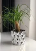 A potted plant with curly green leaves and a thick trunk sits in a silver geometric pot on a white surface. Náhled obrázku produktu