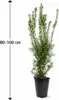 Stĺpovitý tis Hicksii 80–100 cm – Taxus media „Hicksii“ Náhľad obrázku produktu 1