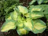 Stauden Gänge 1 x Hosta sieboldiana 'Great Expectations' im Produktbild-Vorschau 4
