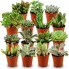 Assortiment de mini-succulentes - 15 pièces - Ø 5,5 cm - Voir les images du produit 1