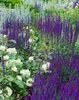 Salvia nemorosa 'Caradonna', Steppensalbei, fioletowy, ok. Podgląd zdjęcia produktu 6