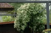 Lonicera caprifolium, Jelängerjelieber, 60–100 cm, duftend Produktbild-Vorschau 2