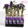 2 x  Waldrebe  - Clematis 'The President'  | 50-60 cm in Produktbild-Vorschau 1