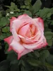 Edelrose - Rosa Arioso ® - Teehybride - Duftrose der Produktbild-Vorschau 2