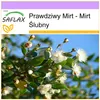 SAFLAX - Prawdziwy Mirt - Mirt Ślubny - 30 Nasiona - Myrtus Podgląd zdjęcia produktu 10