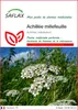 SAFLAX  - Achillée millefeuille - 200 graines - Achillea Voir les images du produit 1
