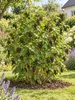 Schwarze Johannisbeere ‘Titania’ 30–35 cm – Ribes nigrum, Produktbild-Vorschau 3