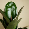 Bloomique - Ficus Elastica Robusta - Gummibaum - Produktbild-Vorschau 7