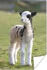 MuchoWow® Poster Kleines weiß-schwarzes Lämmchen im Gras Produktbild-Vorschau 1