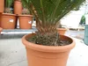 XL Premium Palmfarn 70 - 90 cm Cycas Revoluta Sagopalme Produktbild-Vorschau 2