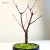 Bonsai - Bonsai baum Japanischer Fächerahorn - Acer (Ahorn) Produktbild-Vorschau 8
