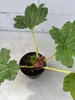Mammutblatt - Gunnera manicata - Staude Produktbild-Vorschau 4