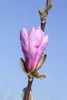 Magnolia liliiflora 'Susan', Purpur-Magnolie, purpurrosa, Produktbild-Vorschau 7