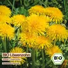 Samenliebe  Löwenzahn Samen | Wilder Löwenzahn - winterhart Produktbild-Vorschau 4