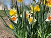 Narzissen Grosspackung Mix Blumenzwiebeln Blumenzwiebeln Produktbild-Vorschau 8