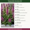 Stauden Gänge 10 x Salvia nemorosa 'Sensation Pink®' im 1 Produktbild-Vorschau 9