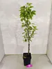 Pyrus communis 'Lisanne', stĺpovitá hruška, výška 100 cm, Náhľad obrázku produktu 2