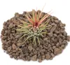 Tillandsia ionantha ionantha - roslina luzna Náhľad obrázku produktu 2