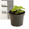 Paulownia Probierpaket - 4 verschiedene Paulownia zum Produktbild-Vorschau 4