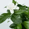 Gardenia jaśminowata - Gardenia jasminoides - Wysokość Podgląd zdjęcia produktu 3