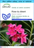 SAFLAX Ensemble-cadeau - Rose du désert - 8 graines - Voir les images du produit 1