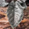 Antoro Velvet (Alocasia 'chienlii')  – 1 hľuza Náhľad obrázku produktu 1