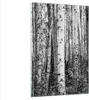 Bilder auf glas - Einteilig - Birken Wald Monochrom - Produktbild-Vorschau 1