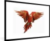 MuchoWow® Gerahmtes Poster Ara - Vogel - Federn - Weiß Produktbild-Vorschau 1