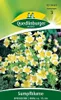 Sumpfblume, Spiegeleier Produktbild-Vorschau 1