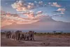 MuchoWow® Poster Elefant - Tiere - Abend - Landschaft - Produktbild-Vorschau 1