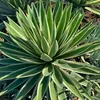Semena Agave Angustifolia Variegata - balení 5 ks - Náhled obrázku produktu 3