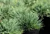 Koeleria glauca, Blaues Schillergras, 20–30 cm Produktbild-Vorschau 7