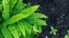 Stauden Gänge 3 x Blechnum spicant im 1 Liter Topf - Produktbild-Vorschau 7