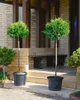 Cupressocyparis leylandii, Leyland-Zypresse, immergrün, Produktbild-Vorschau 12