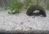 Gravier d'aquarium, quartz 2-3 mm clair, 16 kg Voir les images du produit 9