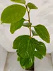 A potted plant with green leaves against a white and light gray background. Náhľad obrázku produktu