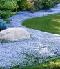 BALDUR Garten 50x Winterharter Bodendecker Isotoma 'Blue Produktbild-Vorschau 1