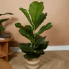 Bloomique - Ficus Lyrata - Roślina lirolistna - Rośliny Podgląd zdjęcia produktu 2
